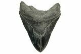 Fossil Megalodon Tooth - South Carolina #374092-1
